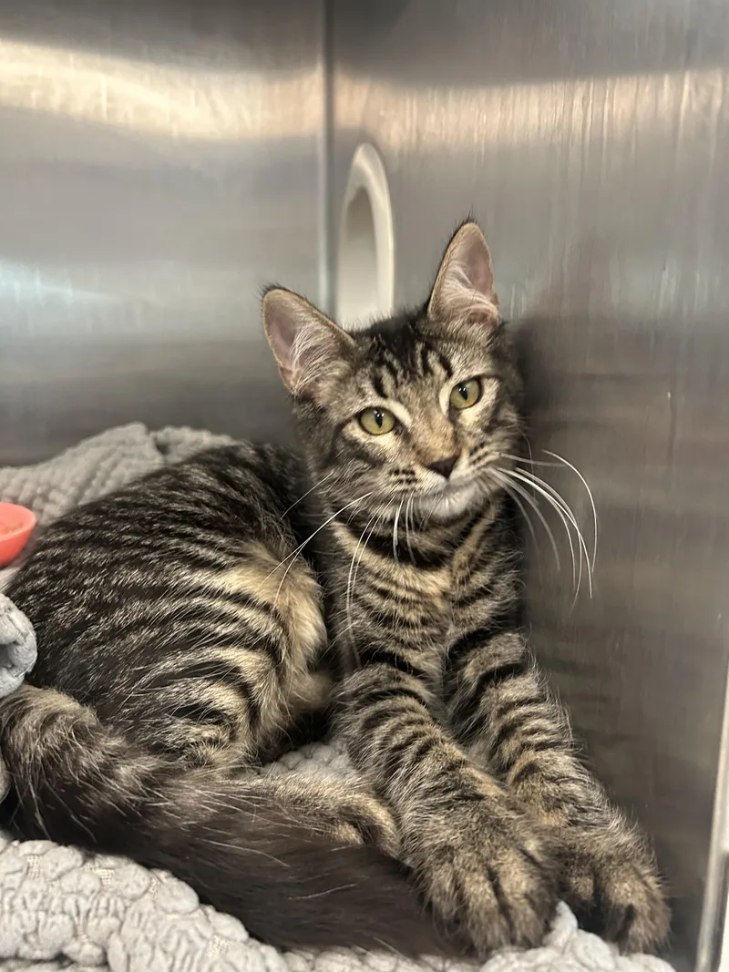 A baby small-sized female Tabby (Gray / Blue / Silver) Domestic Long Hair cat named Penelope for adoption in Gainesville, TX