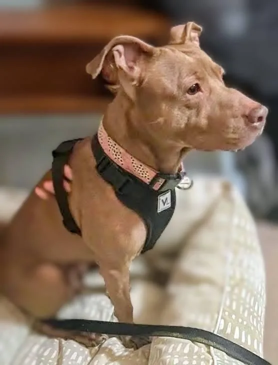 An adult medium-sized female Pit Bull Terrier dog named Jasmine for adoption in La Crescent, MN