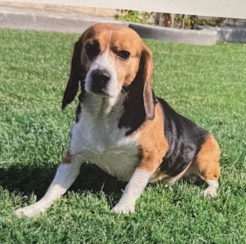 An adult small-sized male Beagle dog named Shy Guy for adoption in Grayslake, IL