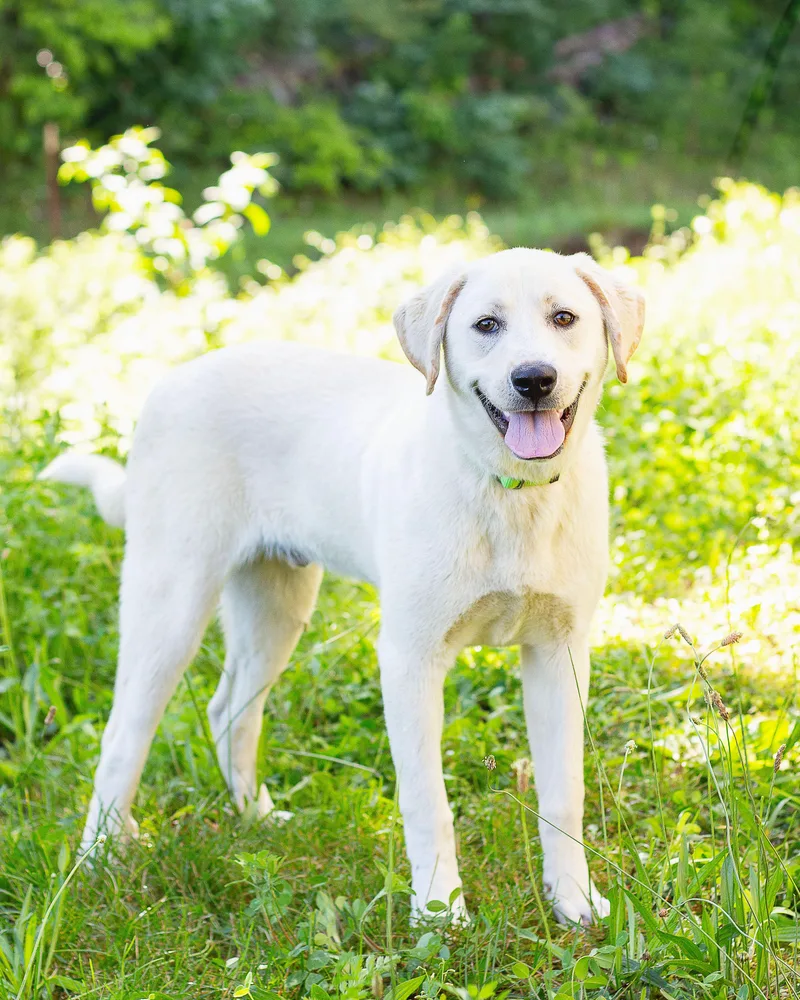 A young medium-sized male Yellow / Tan / Blond / Fawn Labrador Retriever dog named Monte for adoption in Sunbright, TN