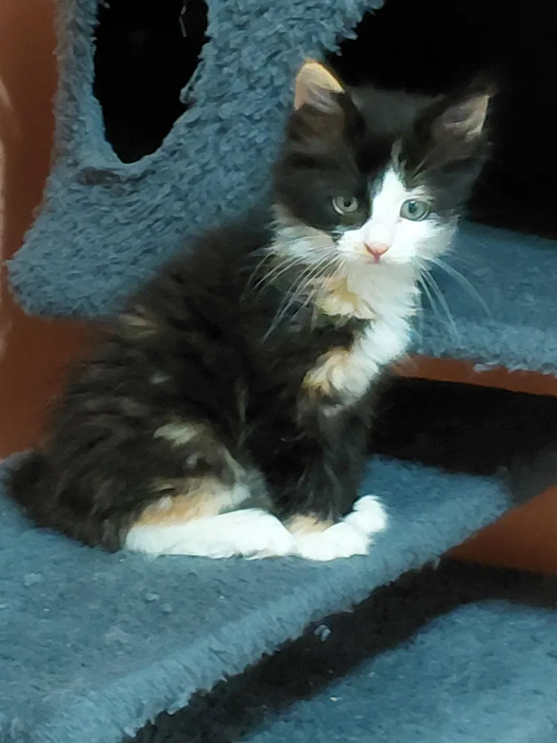 FlufFy