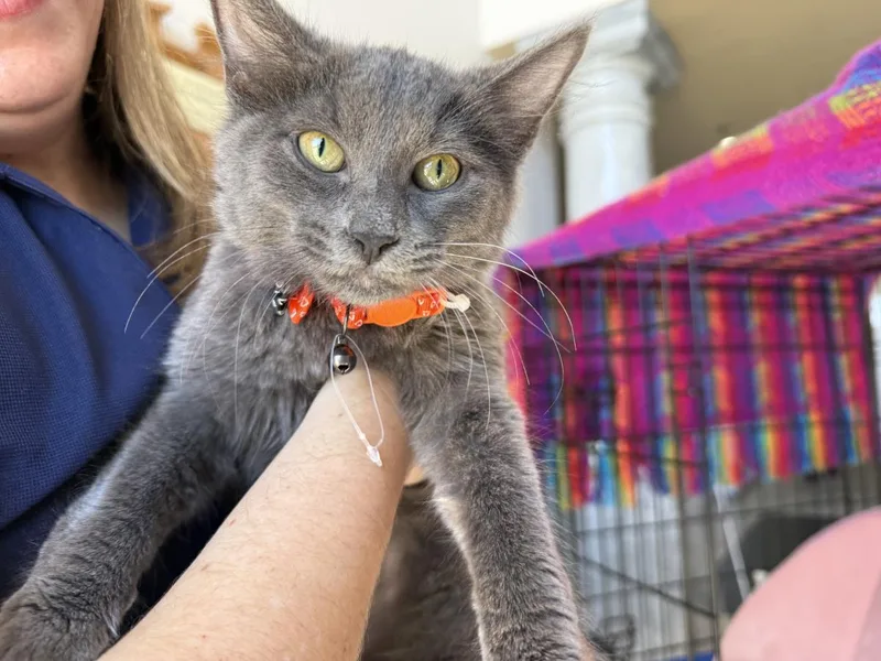 A baby small-sized male Domestic Short Hair cat named Nimbus Katze for adoption in Chandler, AZ