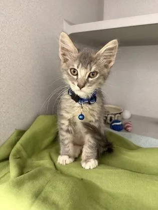 A baby small-sized male Domestic Short Hair cat named Rickets for adoption in Sacramento, CA