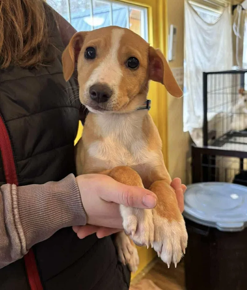 A baby medium-sized male Mixed Breed dog named Dune for adoption in Berwick, ME