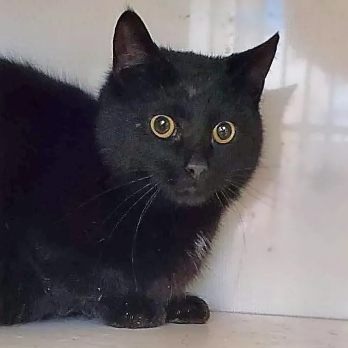 Dicatprio thumbnail 2