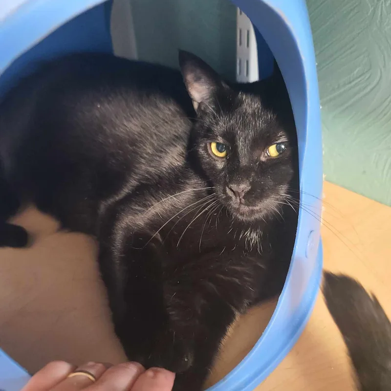 Dicatprio thumbnail 3