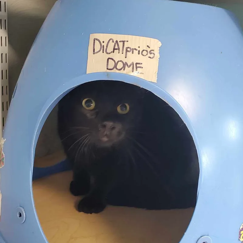 Dicatprio thumbnail 4