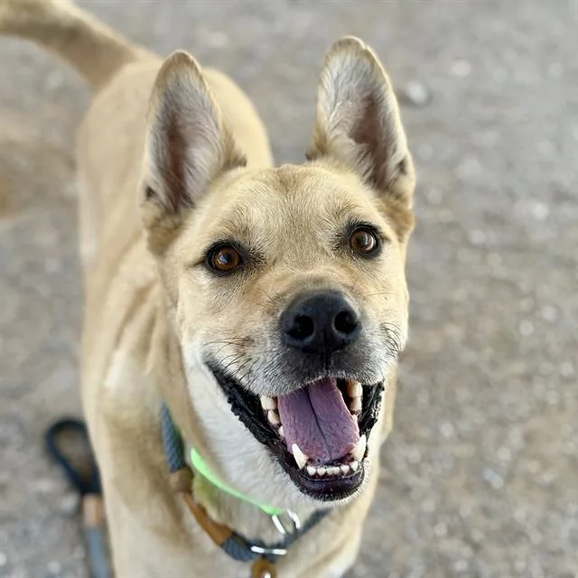 A young large-sized male Husky dog named Zeus for adoption in Tucson, AZ
