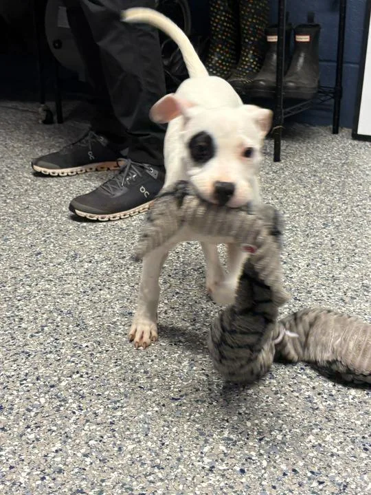 A baby medium-sized male Pit Bull Terrier dog named Spuds for adoption in Athens, AL