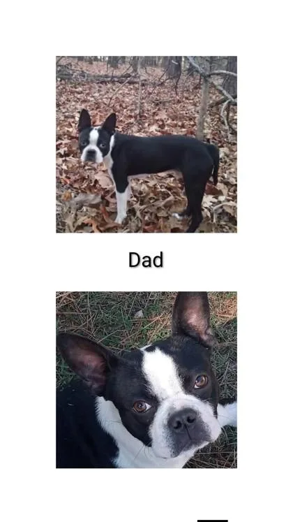 An adult small-sized male Boston Terrier dog named Clyde for adoption in Morton Grove, IL