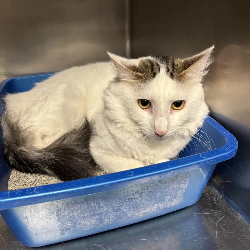 An adult large-sized male Domestic Short Hair cat named Saffron for adoption in Triadelphia, WV