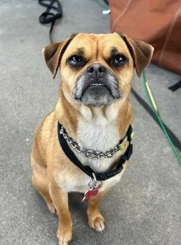 An adult small-sized female Pug dog named Petunia for adoption in San Diego, CA