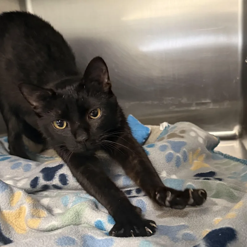 An adult medium-sized female Domestic Short Hair cat named Cherry for adoption in Mount Pleasant, MI