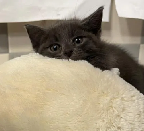 A baby small-sized male Domestic Short Hair cat named Grayson for adoption in San Pedro, CA