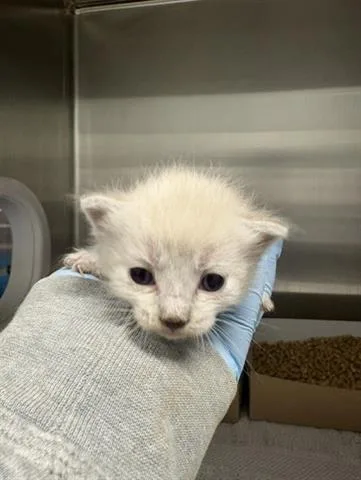 A baby small-sized male Domestic Medium Hair cat named Declan for adoption in San Martin, CA