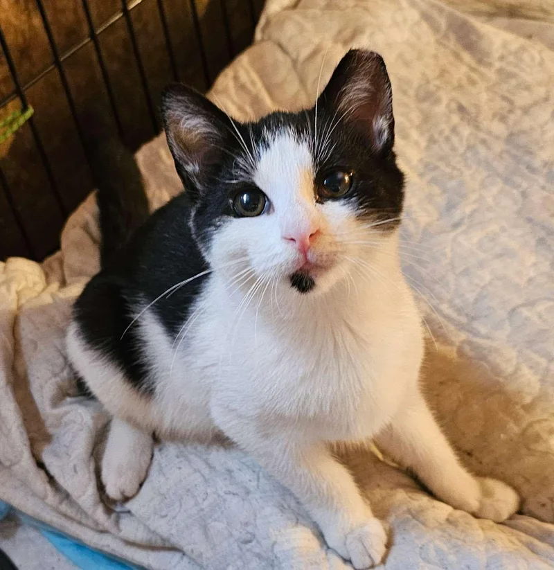 A young small-sized male Domestic Short Hair cat named Larry for adoption in Seven Valleys, PA