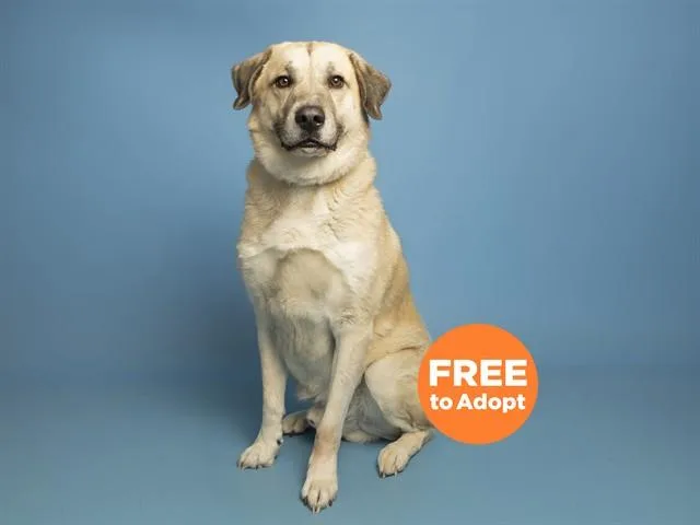 An adult extra large-sized male Anatolian Shepherd dog named Buddy for adoption in Phoenix, AZ