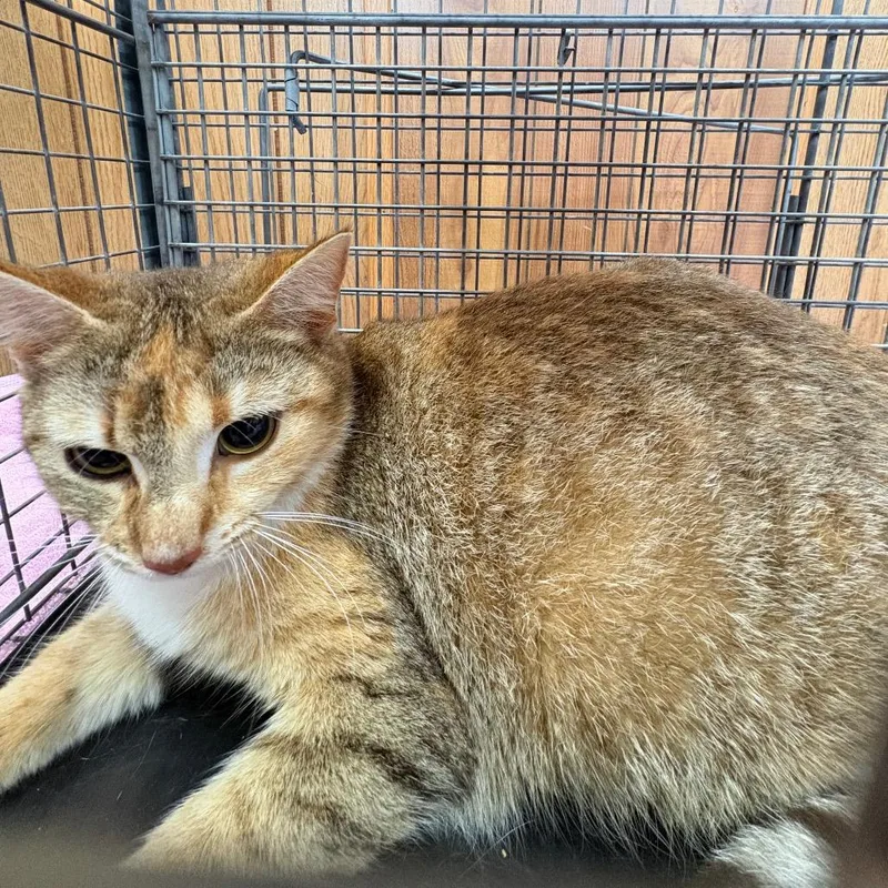 An adult medium-sized female Brown / Chocolate Domestic Short Hair cat named Mama Wild Strawberry for adoption in Columbiana, AL