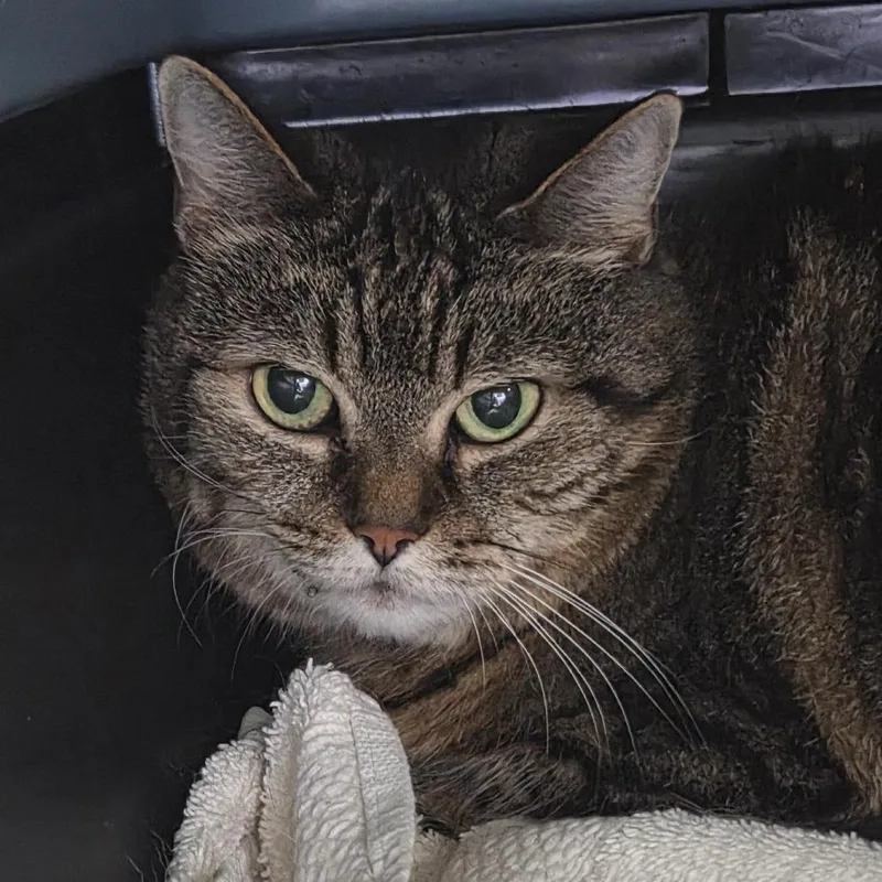 A senior medium-sized female Brown / Chocolate Domestic Short Hair cat named Marbles for adoption in Brimfield, MA