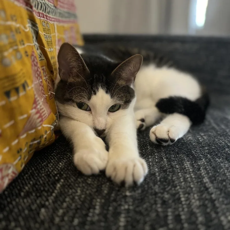 An adult large-sized male Brown / Chocolate Domestic Short Hair cat named Mister for adoption in Oak Park, IL