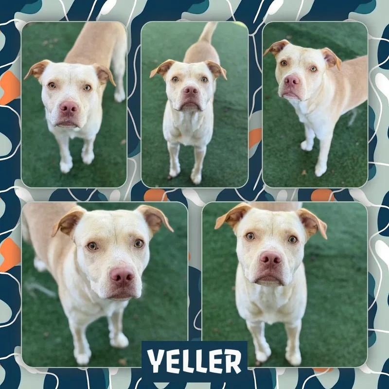 Yeller