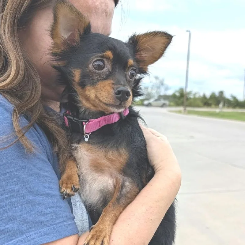 An adult small-sized male Black Chihuahua dog named Bean for adoption in Overland Park, KS