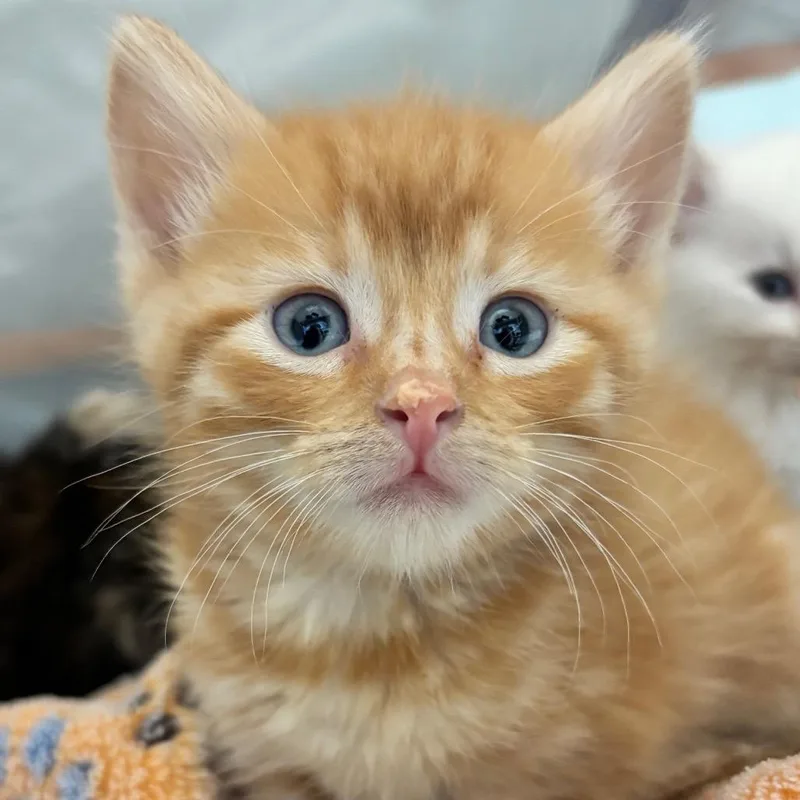 A baby small-sized female Domestic Short Hair cat named Merida for adoption in Commerce City, CO