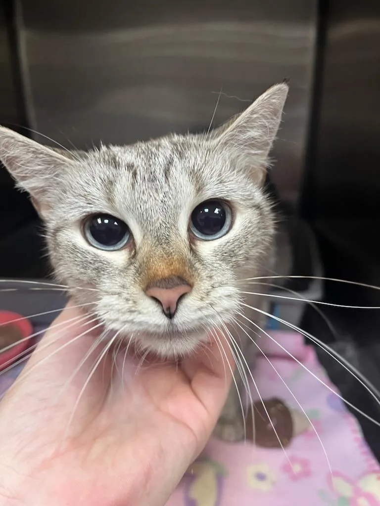 An adult medium-sized female Siamese cat named Boo for adoption in Chambersburg, PA