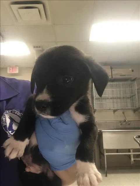 A baby small-sized male Labrador Retriever dog named Theodore for adoption in Conroe, TX
