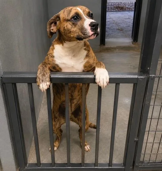 A baby medium-sized female Brindle Mixed Breed dog named Nutella for adoption in Kansas City, MO