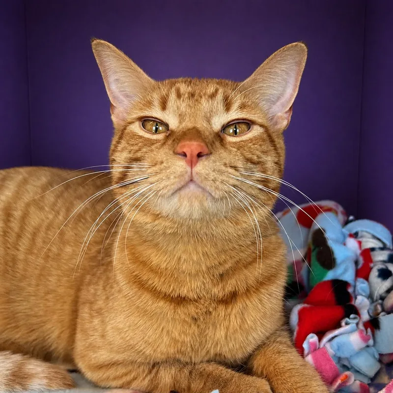 A young medium-sized male Orange / Red Domestic Short Hair cat named Fraser for adoption in Pontiac, MI