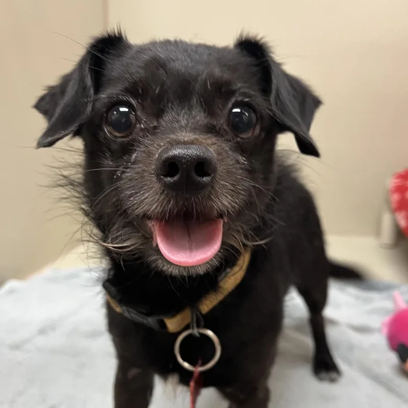 An adult small-sized male Black Chihuahua dog named Toot Toot for adoption in Las Vegas, NV