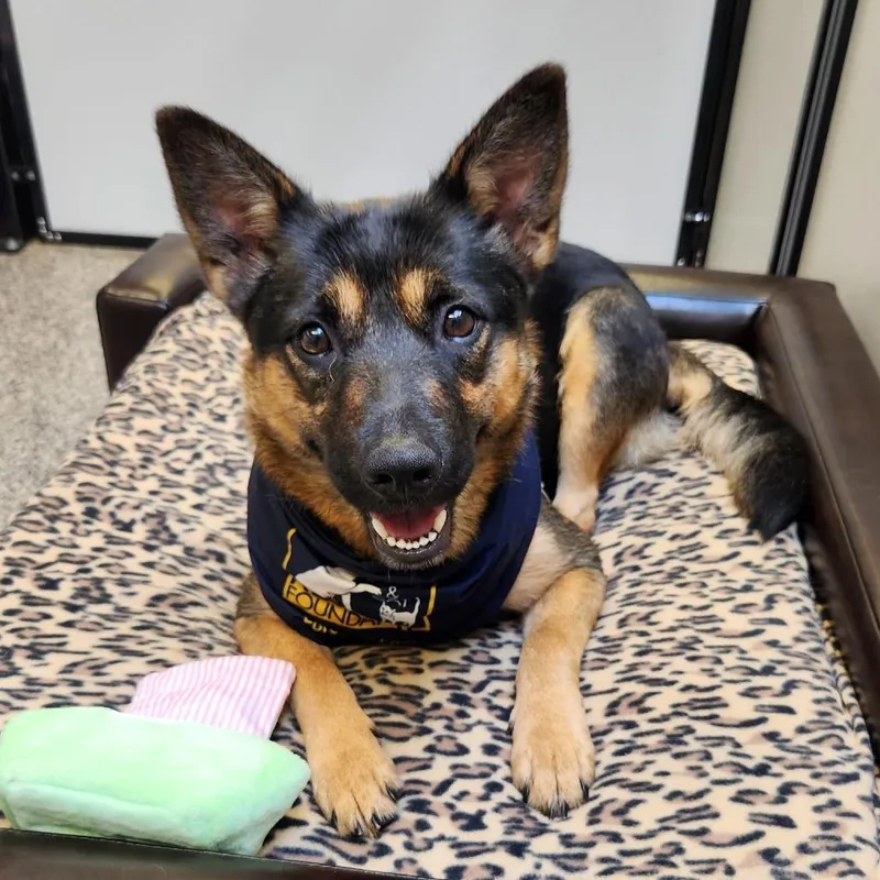 An adult medium-sized female Yellow / Tan / Blond / Fawn Mixed Breed dog named Kendall for adoption in Falls Church, VA