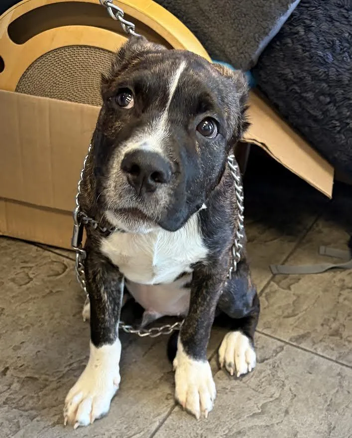 An adult medium-sized male Staffordshire Bull Terrier dog named Maverick for adoption in Los Angeles, CA
