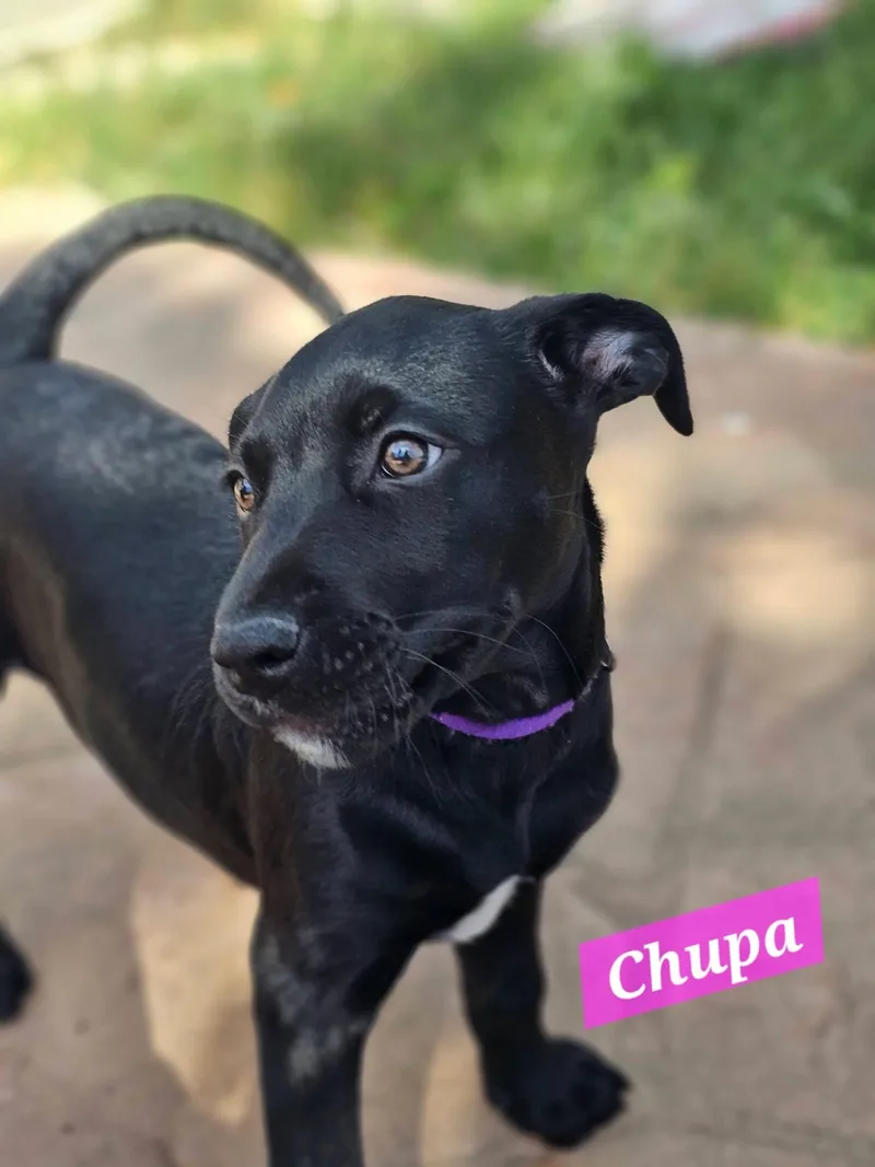A baby medium-sized female Labrador Retriever dog named Chupa Tootsie & for adoption in Concord, CA