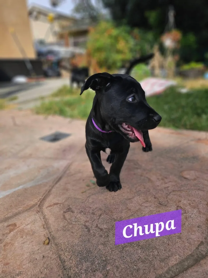 Chupa  Tootsie & thumbnail 2