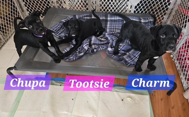 Chupa  Tootsie & thumbnail 3