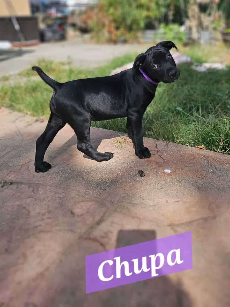 Chupa  Tootsie & thumbnail 4
