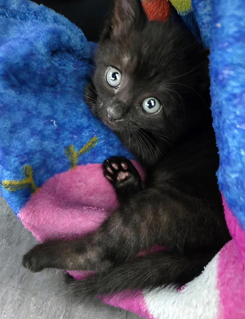 Bo