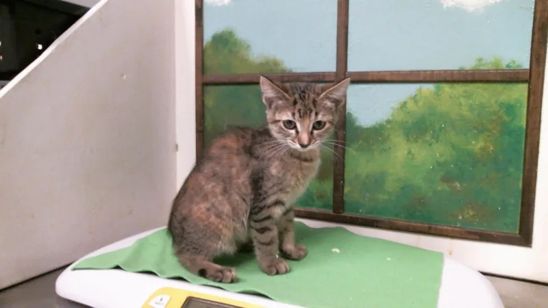 A baby small-sized female Domestic Short Hair cat named Cindy for adoption in Houston, TX