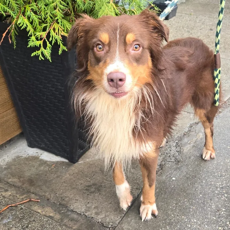 An adult medium-sized male Red / Chestnut / Orange Collie dog named Dash for adoption in Newark, NJ