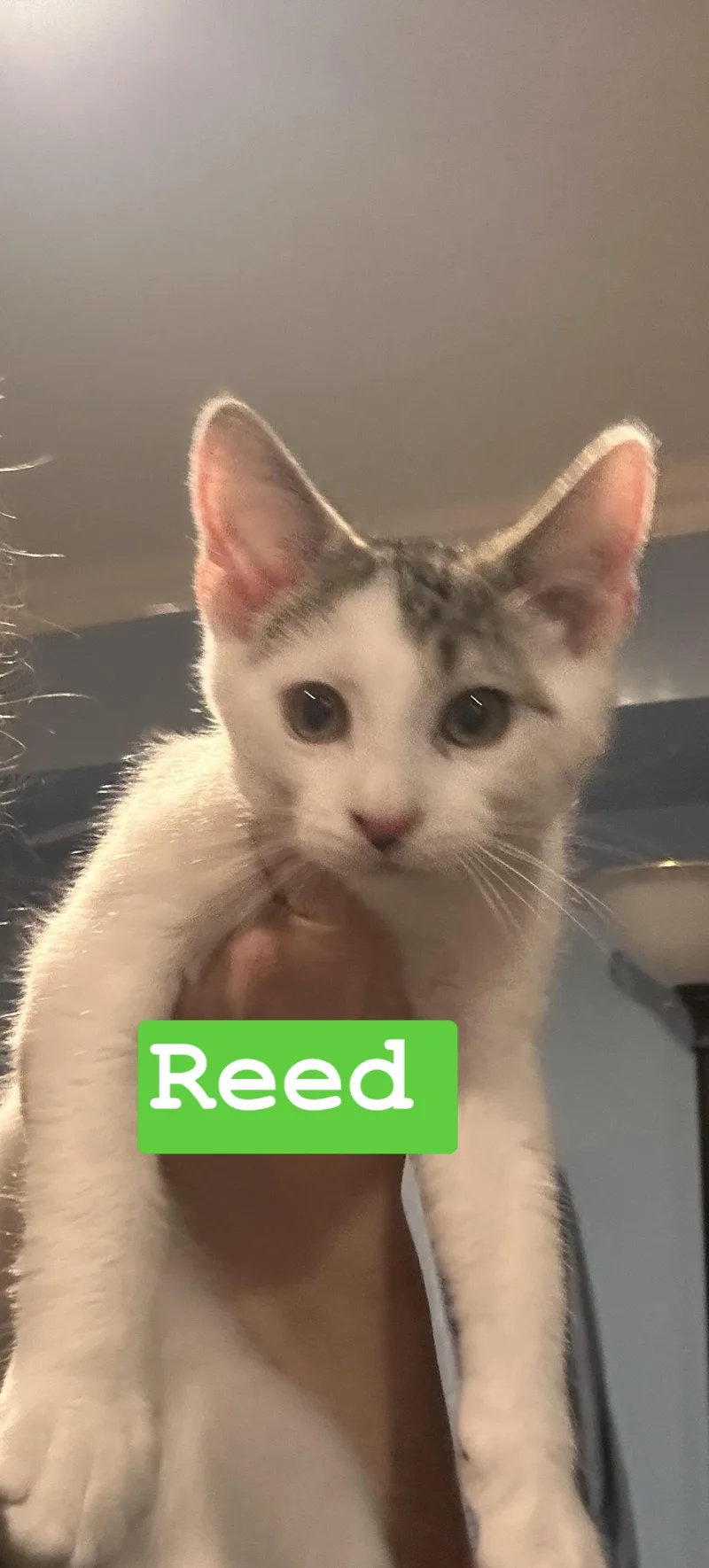 A baby medium-sized male White Domestic Short Hair cat named Reed for adoption in Gerrardstown, WV
