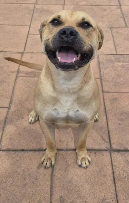 A young medium-sized male Boerboel dog named Knox for adoption in Shreveport, LA