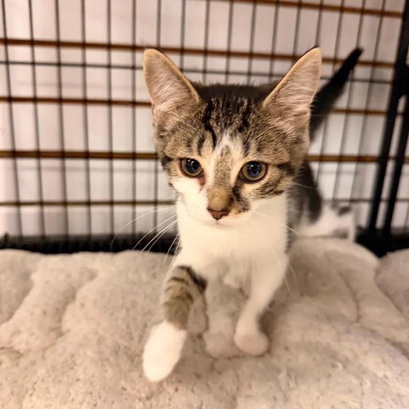 A baby small-sized male White Domestic Short Hair cat named Luke for adoption in Pawling, NY