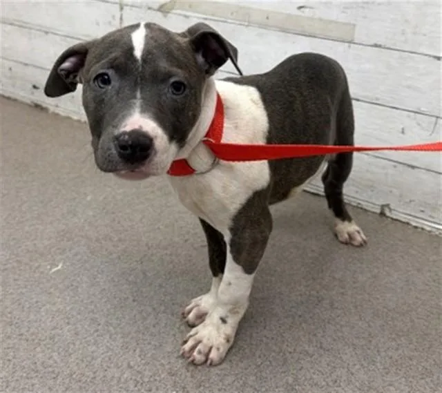 A baby small-sized female Pit Bull Terrier dog named Muffin for adoption in San Bernardino, CA