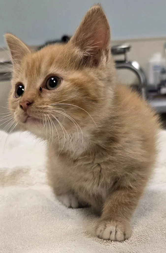 A baby small-sized male Domestic Short Hair cat named Jack for adoption in Murphysboro, IL
