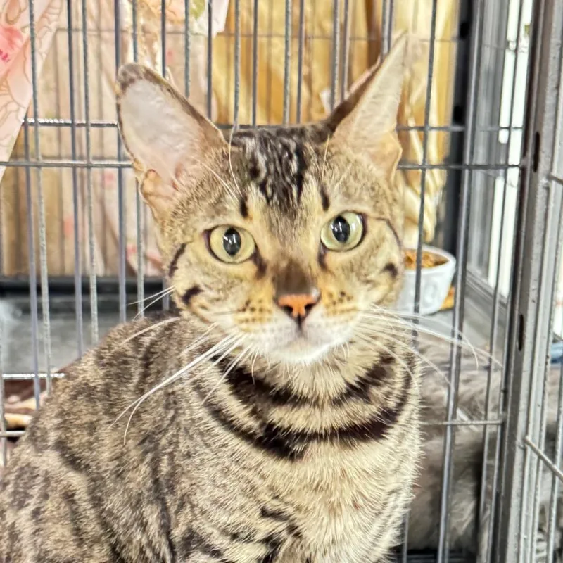 A young medium-sized female Domestic Short Hair cat named Diva for adoption in Battle Creek, MI
