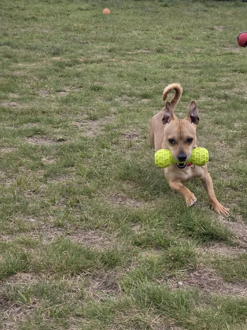 An adult small-sized male Yellow / Tan / Blond / Fawn Chihuahua dog named Diego for adoption in Shelby, MI
