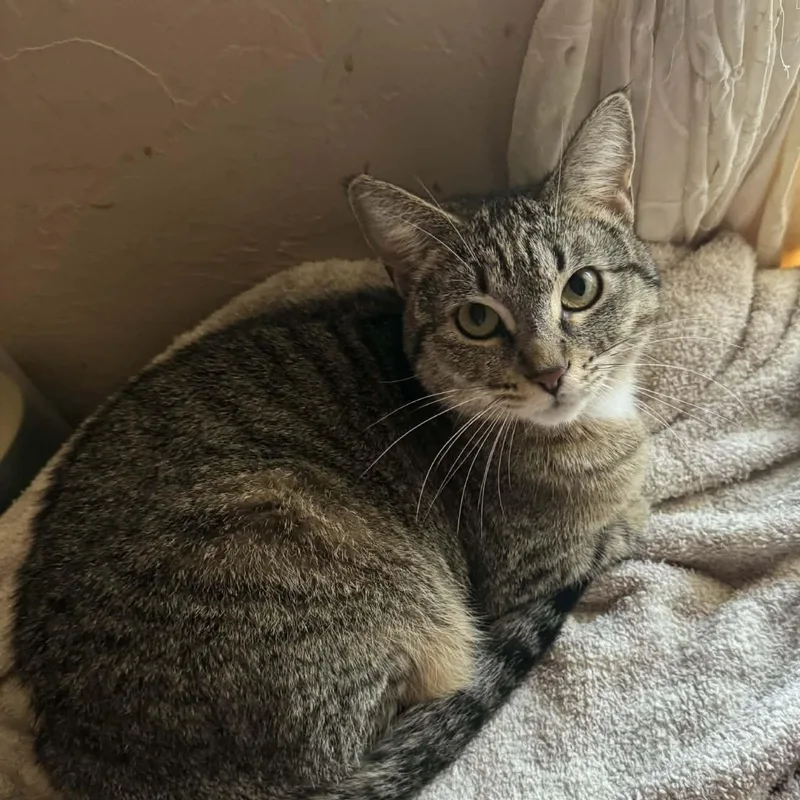 A young medium-sized female Domestic Short Hair cat named Kit Kat for adoption in Warr Acres, OK