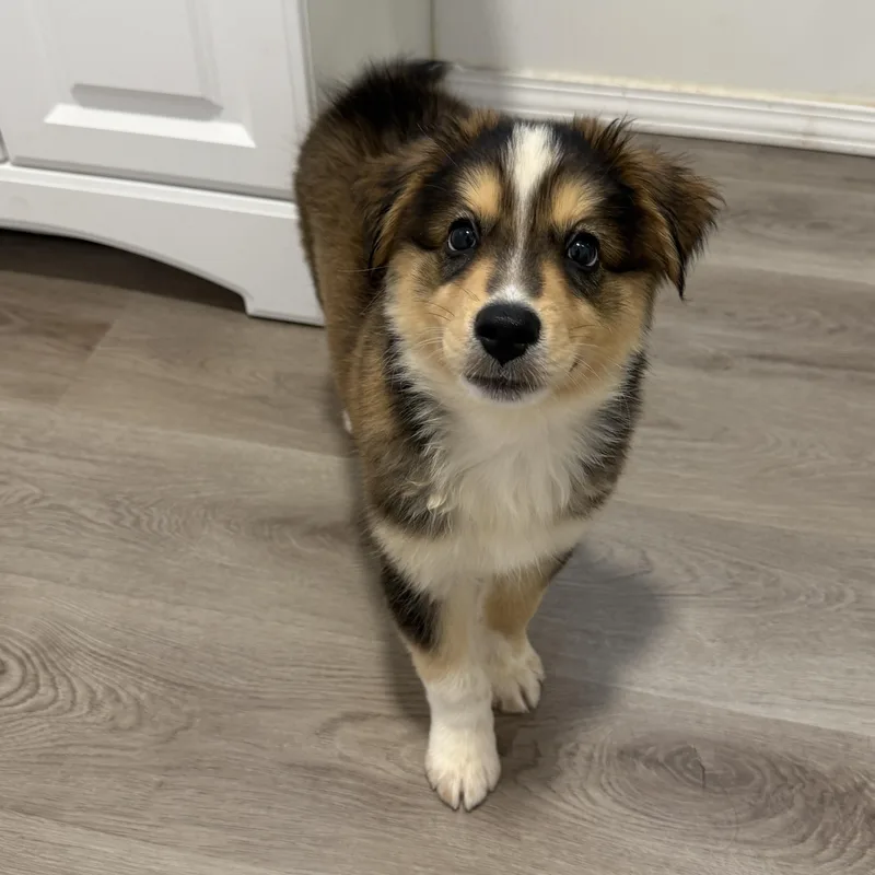 Kodiak